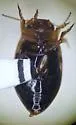 Hygrotus tumidiventris - photo 5
