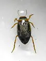 Hygrotus unguicularis - photo 2