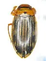 Hygrotus unguicularis - photo 3