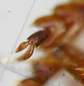 Hygrotus unguicularis - photo 4