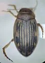 Hygrotus unguicularis - photo 5