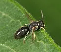 Hylaeus affinis
