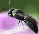 Hylaeus affinis - photo 2