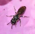 Hylaeus affinis - photo 3