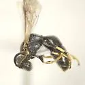 Hylaeus affinis - photo 4