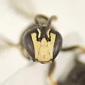 Hylaeus affinis - photo 5