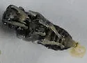 Annulate Masked Bee
