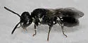 Annulate Masked Bee - photo 2