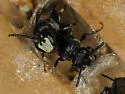 Annulate Masked Bee - photo 3