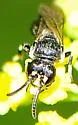 Annulate Masked Bee - photo 4