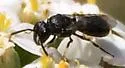 Annulate Masked Bee - photo 5