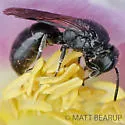 Cinquefoil Masked Bee