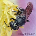 Cinquefoil Masked Bee - photo 2