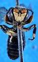 Cinquefoil Masked Bee - photo 3
