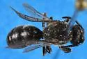 Cinquefoil Masked Bee - photo 4