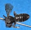 Cinquefoil Masked Bee - photo 5