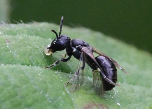 Short-horned Yellow-face Bee