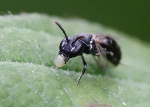 Short-horned Yellow-face Bee - photo 2