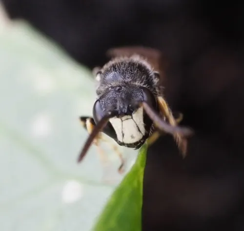Short-horned Yellow-face Bee - photo 3