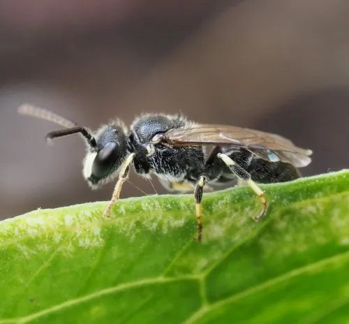 Short-horned Yellow-face Bee - photo 4