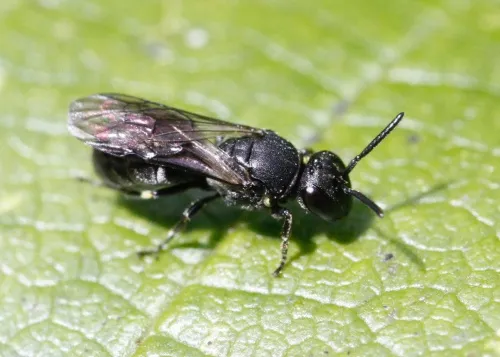Short-horned Yellow-face Bee - photo 5