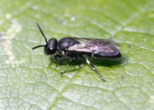 Short-horned Yellow-face Bee - photo 6