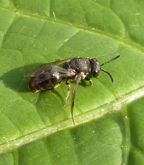 Short-horned Yellow-face Bee - photo 8
