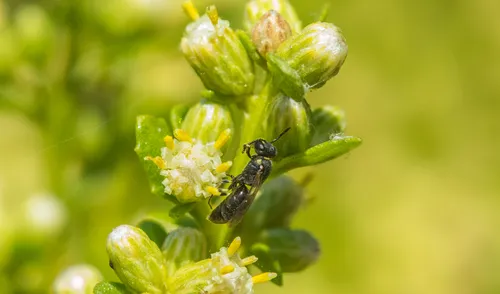 Yerba Santa Masked Bee