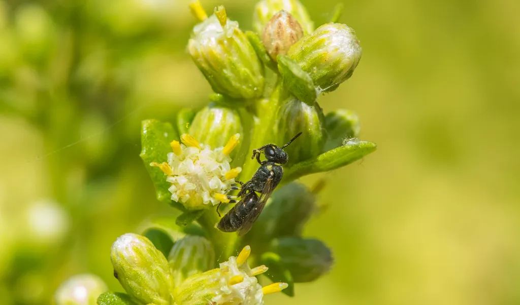 Yerba Santa Masked Bee - photo 2