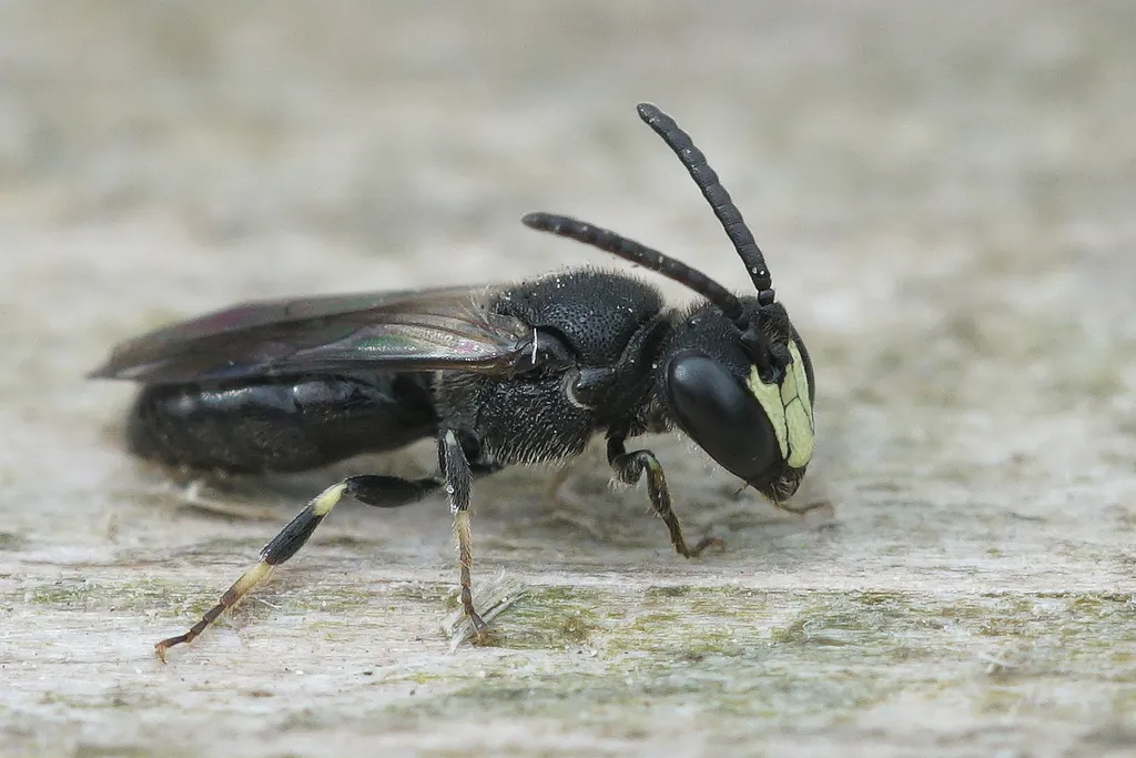 Common Yellow-face Bee - photo 2
