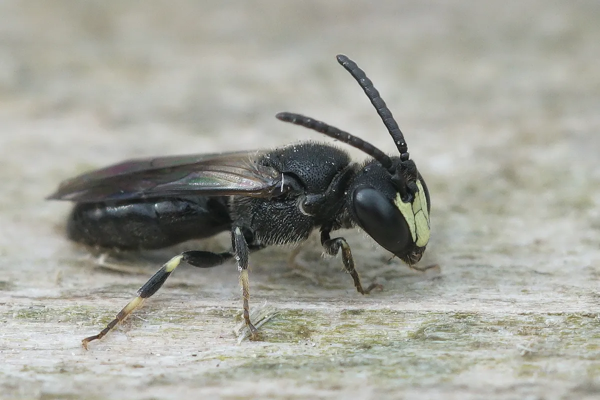Common Yellow-face Bee - photo 3