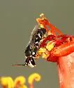 Hylaeus episcopalis - Hylaeus episcopalis