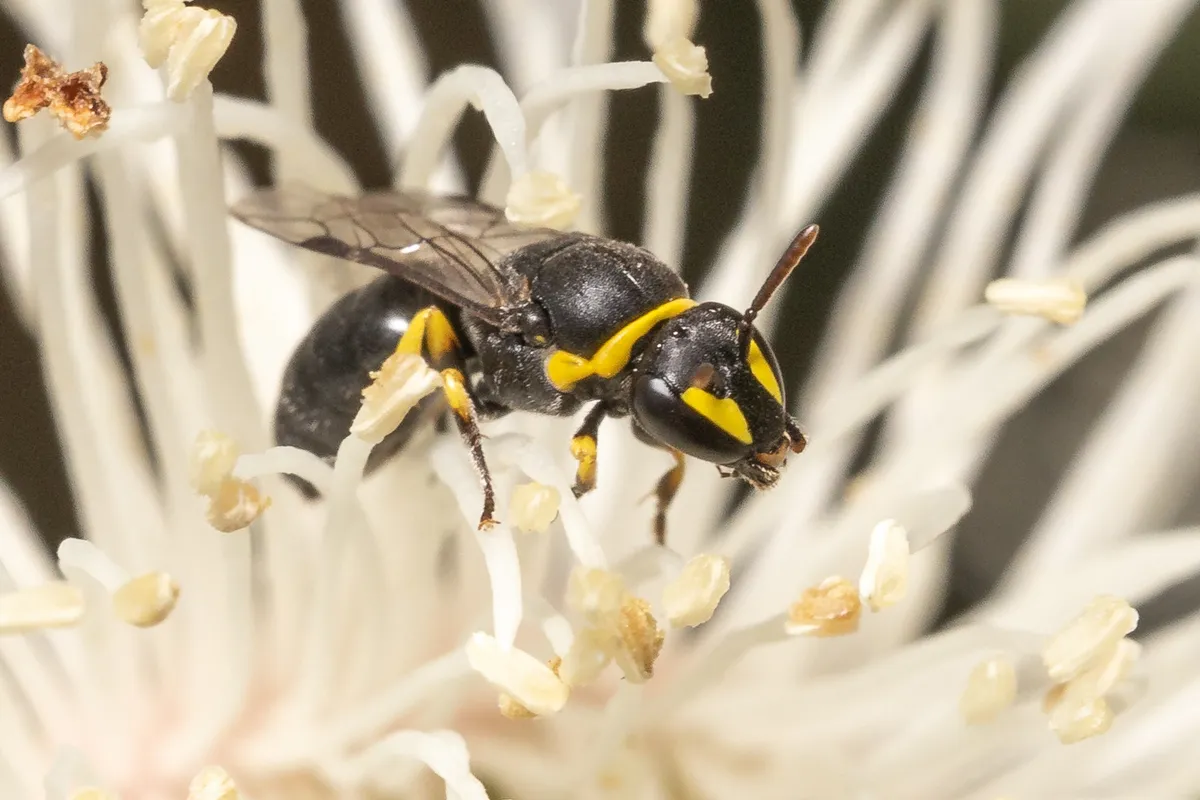 Yellow-collared Masked Bee