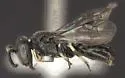 Fedor Masked Bee