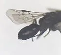 Fedor Masked Bee - photo 2