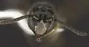 Fedor Masked Bee - photo 3