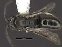 Fedor Masked Bee - photo 4