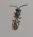 Florida Masked Bee