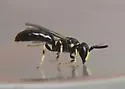 Florida Masked Bee - photo 2