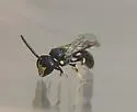 Florida Masked Bee - photo 3