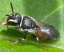 Graenicher's Masked Bee - photo 2