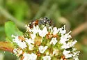 Graenicher's Masked Bee - photo 3