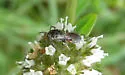 Graenicher's Masked Bee - photo 4