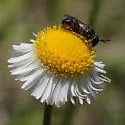 Graenicher's Masked Bee - photo 5