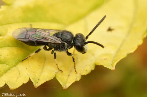Hairy Yellow-face - Hylaeus hyalinatus
