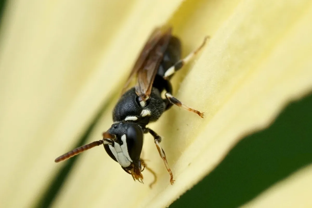 Slender-faced Masked Bee - photo 3