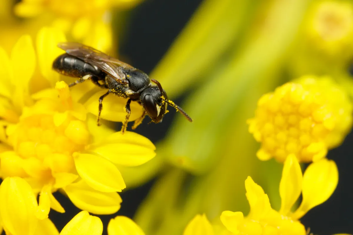 Cresson's Masked Bee - photo 2
