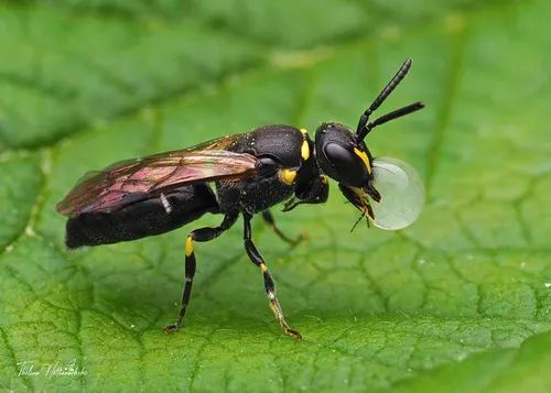 Modest Masked Bee - photo 3
