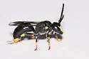 Hylaeus nelumbonis - photo 2
