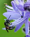 Hylaeus nelumbonis - photo 3